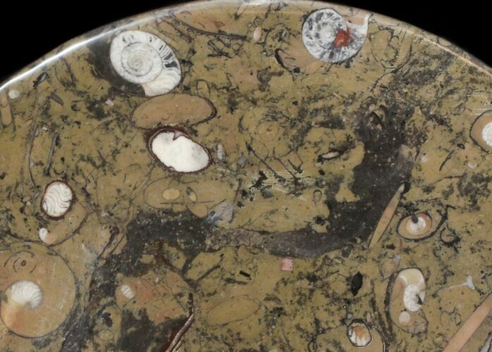 Fossil Orthoceras & Goniatite Plate - Stoneware #40526